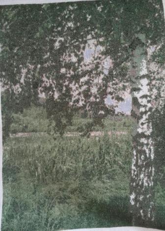 Березы