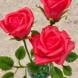 Букет с красными розами