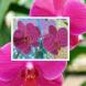 Картина «Орхидеи»